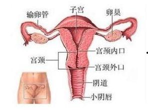 最标准的阴部(图片),全面解析女性私密部位