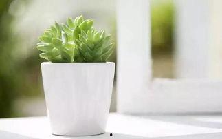 绿植领养项目背景,拥抱自然——绿植领养项目助力城市生态建设”